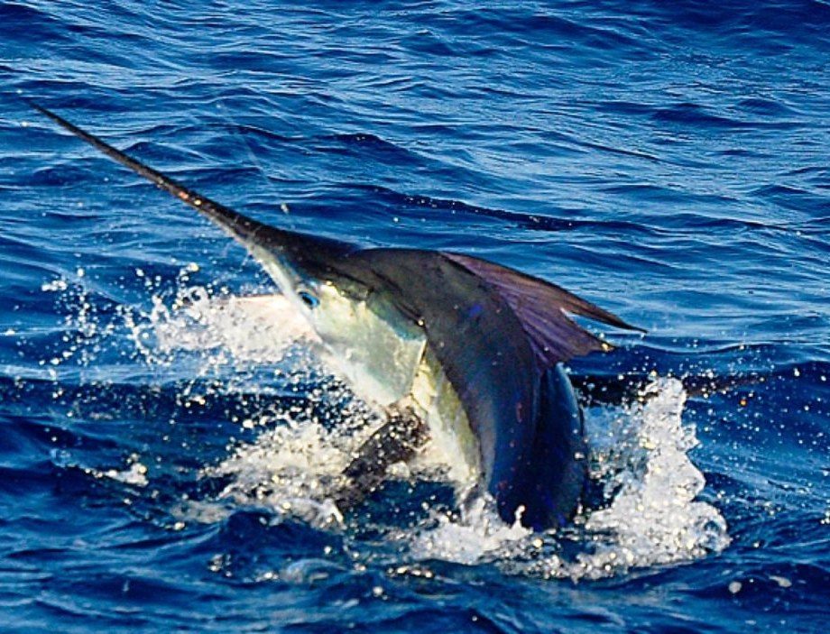Striped marlin leaping out of the water